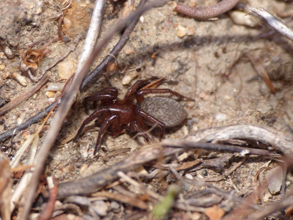Ragno con filiere da ID-forse Gnaphosidae